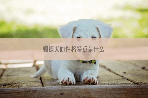 蝴蝶犬的性格特点是什么