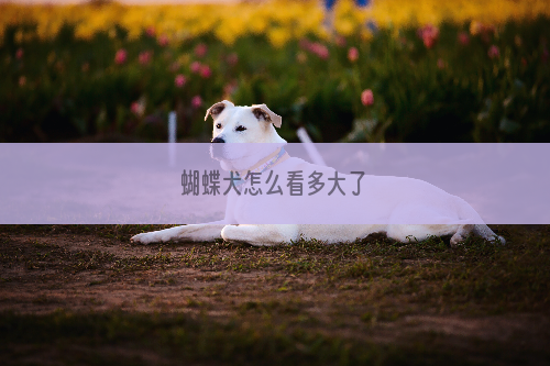 蝴蝶犬怎么看多大了