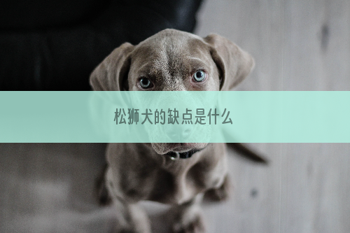 松狮犬的缺点是什么