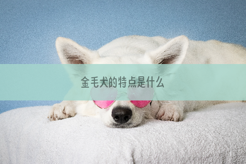 金毛犬的特点是什么