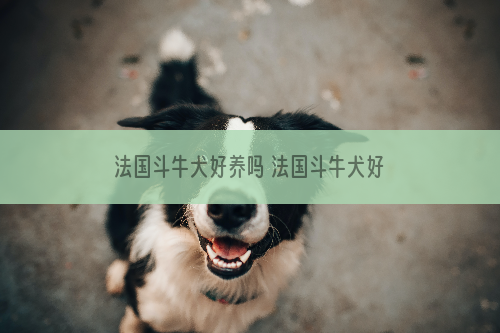 法国斗牛犬好养吗 法国斗牛犬好不好养