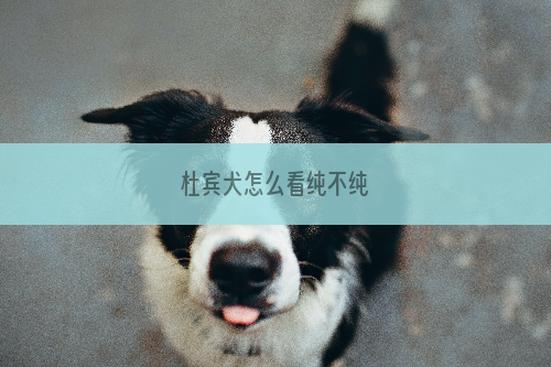 杜宾犬怎么看纯不纯