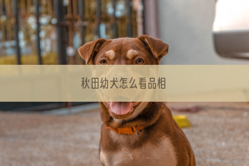 秋田幼犬怎么看品相