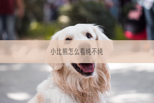 小比熊怎么看纯不纯