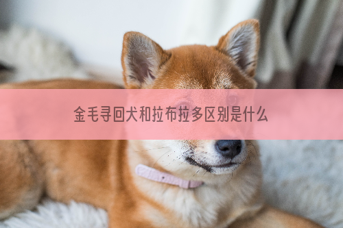 金毛寻回犬和拉布拉多区别是什么