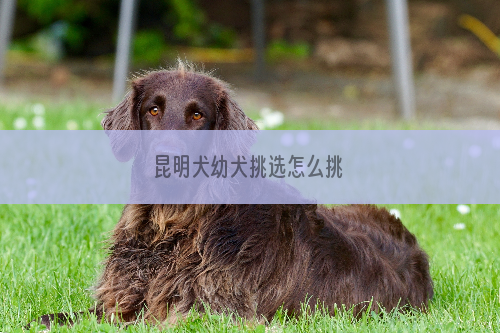 昆明犬幼犬挑选怎么挑