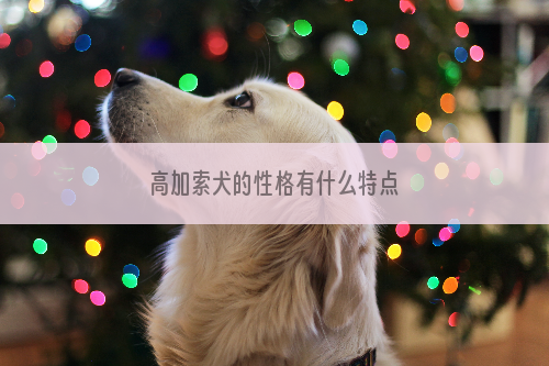 高加索犬的性格有什么特点