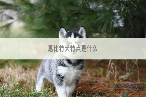 惠比特犬特点是什么