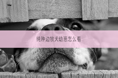 纯种边牧犬幼崽怎么看