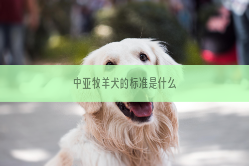 中亚牧羊犬的标准是什么