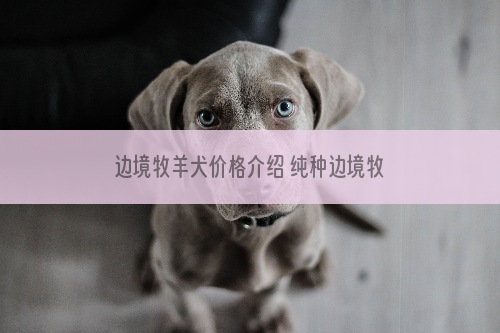 边境牧羊犬价格介绍 纯种边境牧羊犬多少钱一只