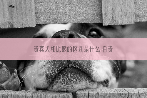 贵宾犬和比熊的区别是什么 白贵宾和比熊的区别