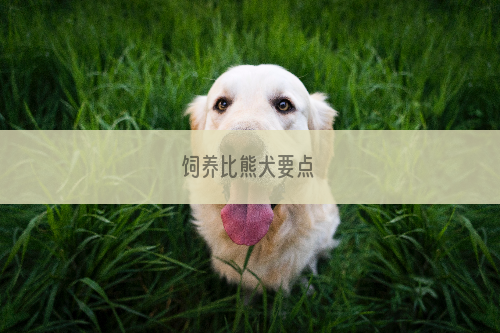 饲养比熊犬要点