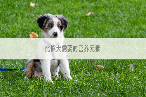 比熊犬需要的营养元素