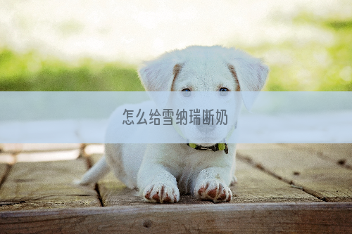 怎么给雪纳瑞断奶