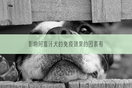 影响阿富汗犬的免疫效果的因素有哪些