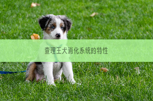 查理王犬消化系统的特性