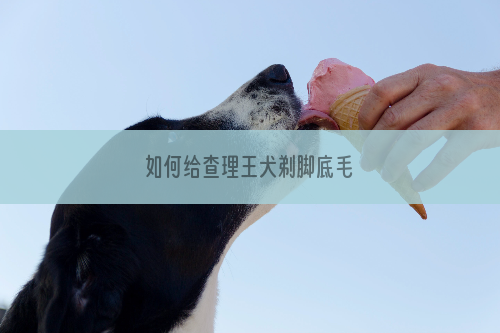 如何给查理王犬剃脚底毛