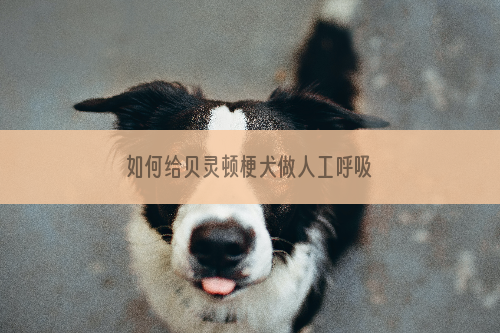 如何给贝灵顿梗犬做人工呼吸