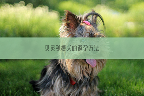 贝灵顿梗犬的避孕方法