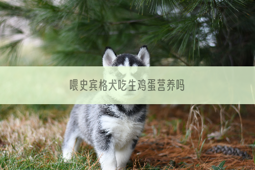 喂史宾格犬吃生鸡蛋营养吗