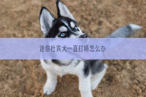 迷你杜宾犬一直打嗝怎么办