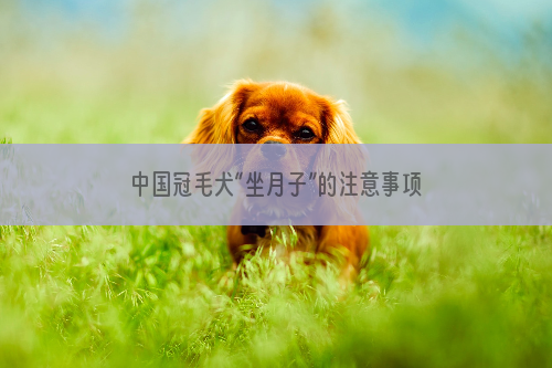 中国冠毛犬“坐月子”的注意事项