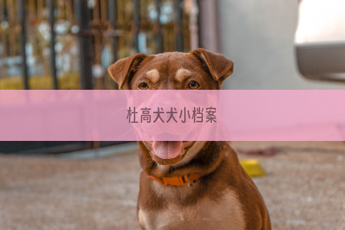 杜高犬犬小档案