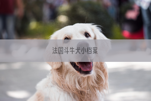 法国斗牛犬小档案