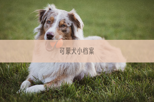 可蒙犬小档案