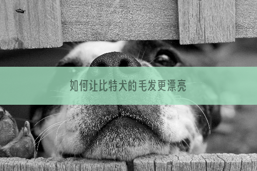 如何让比特犬的毛发更漂亮