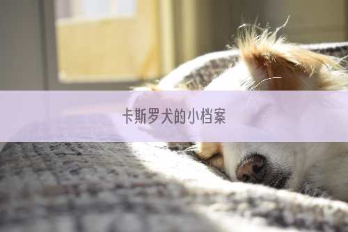 卡斯罗犬的小档案