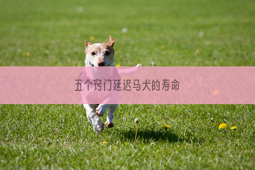 五个窍门延迟马犬的寿命