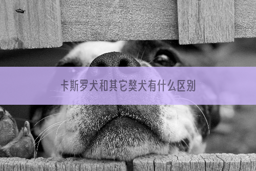 卡斯罗犬和其它獒犬有什么区别