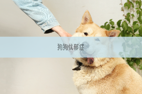 狗狗忧郁症