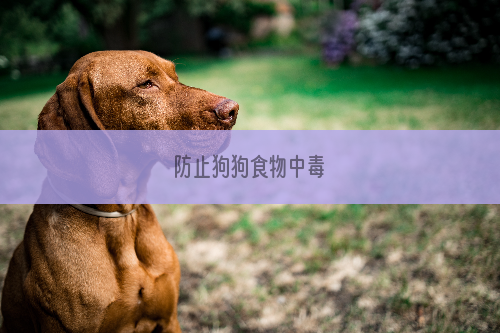防止狗狗食物中毒