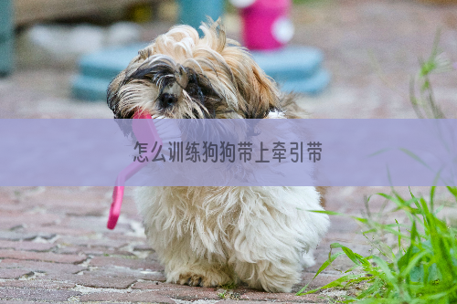 怎么训练狗狗带上牵引带