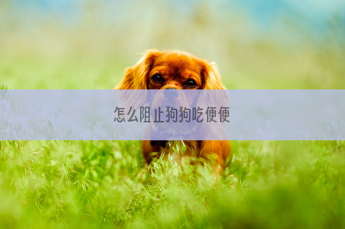 怎么阻止狗狗吃便便
