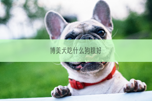 博美犬吃什么狗粮好