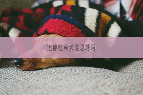 迷你杜宾犬能吃糖吗