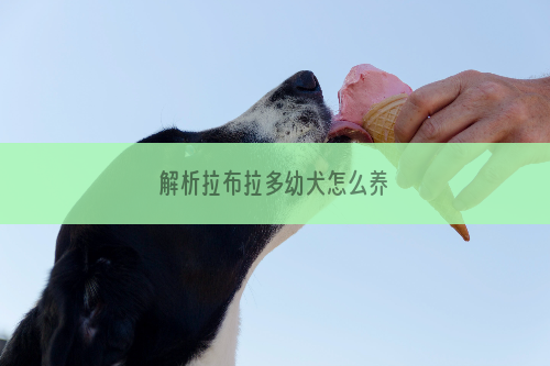 解析拉布拉多幼犬怎么养