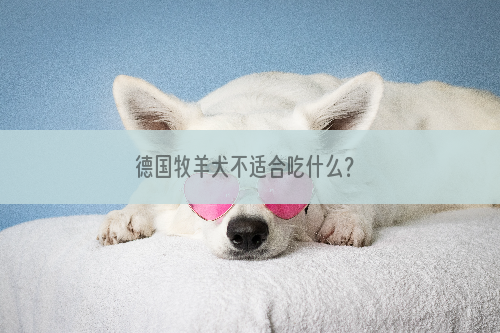 德国牧羊犬不适合吃什么？