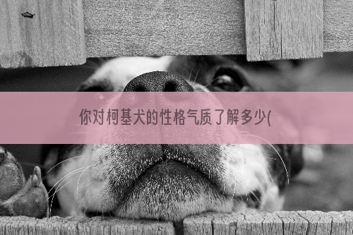 你对柯基犬的性格气质了解多少(图)