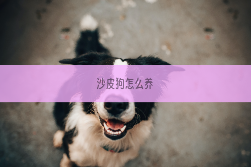 沙皮狗怎么养