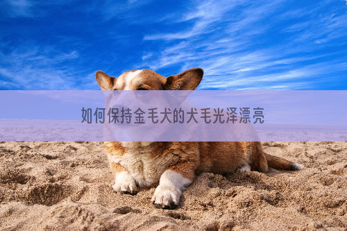 如何保持金毛犬的犬毛光泽漂亮