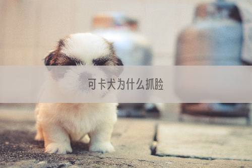 可卡犬为什么抓脸