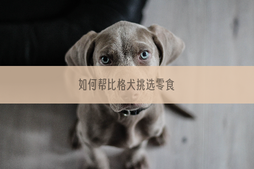 如何帮比格犬挑选零食