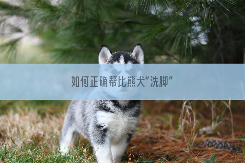 如何正确帮比熊犬“洗脚”