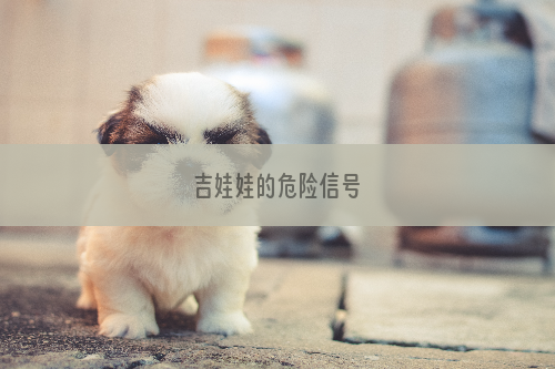 吉娃娃的危险信号
