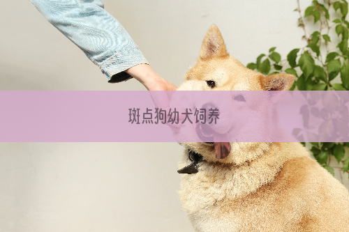 斑点狗幼犬饲养